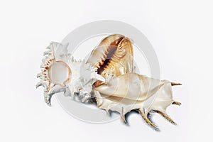 Isolated Seashells on White