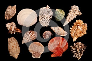 Variety of seashells isolated