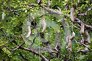 Variety seed pods Kigelia africana. Sausage tree