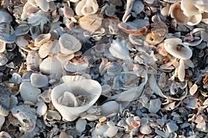 Variety of shells at Caspersen beach - 1