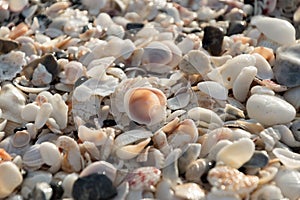 Variety of shells at Caspersen beach - 2