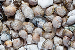 Variety of shells of marine mollusks photo