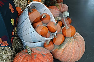 A variety of sized pumpkins in a white bussel barrel