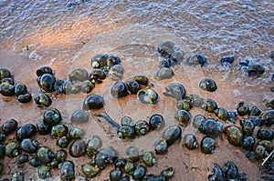 Variety sizes of freshwater golden applesnails on the sand