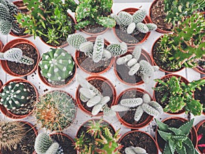 Variety of small cactus plants in plastic pots