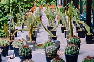 Variety of Small cactus and succulent plants in various pots to decorate