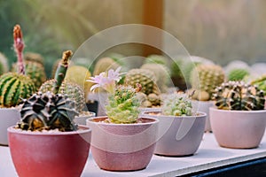 Variety of Small cactus and succulent plants in various pots