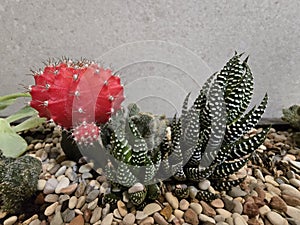 Variety of small cactuss plants on display