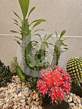 Variety of small cactuss plants on display