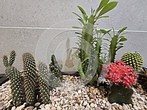 Variety of small cactuss plants on display