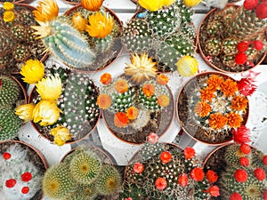 Variety of small echinopsis cactus plants with colorful flowers