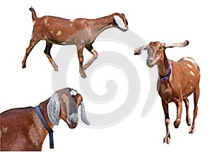 Variety of Spotted Nubian Goats Isolated