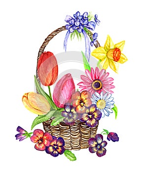 A variety of spring flowers: tulips, pansies, violets, daisy, gerbera, narcissus in a wicker basket