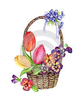 A variety of spring flowers: tulips, pansies, violets in a wicker basket, the design for a card