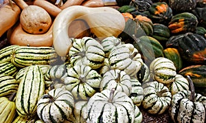 Variety of Squash