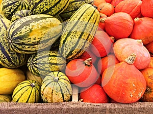 Variety of squashes at the autumn market