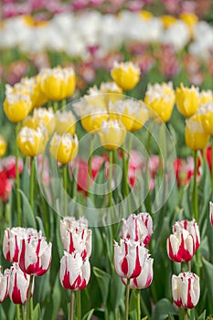 Variety of stunning tulips in vibrant colours, photographed at Wisley garden, Surrey, UK, in spring.