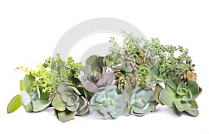 Variety of succulents