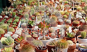 Variety of succulents and catcus