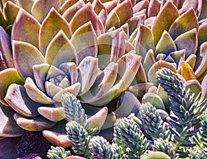 Variety of succulents in a drought-tolerant environment