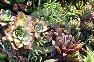 Variety of succulents in a drought-tolerant environment