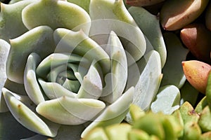 Variety of succulents in a drought-tolerant environment