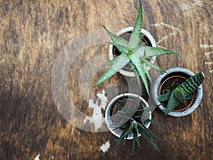 VAriety of succulents in pots indoor on a cowhide rug