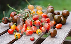 Variety of tomatoes cherry