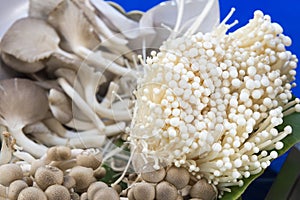 The variety type of mushroom in the basket.