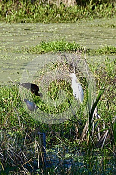 Variety of wetland birds wadding in lush green marsh