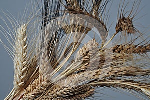 Variety of Wheat in a Bundle