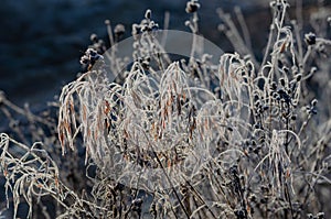 A variety of wild grasses are covered with hoarfrost