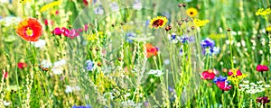 Variety of wildflowers and native herbs, wildflower meadow