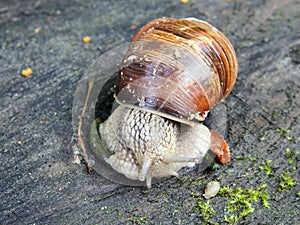 A variety of wildlife, gastropods.