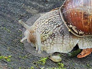 A variety of wildlife, gastropods.