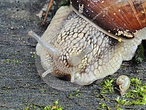 A variety of wildlife, gastropods.