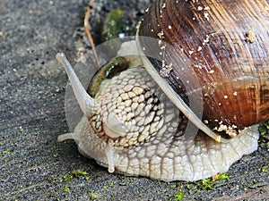 A variety of wildlife, gastropods.