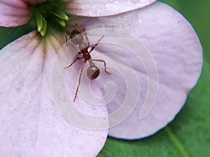 A variety of wildlife, insects.