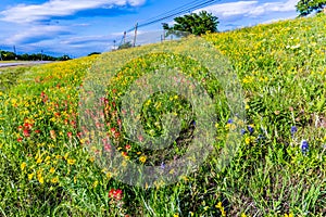 A Variety of Yellow and Orange Texas Wildflowers on the Side of photo