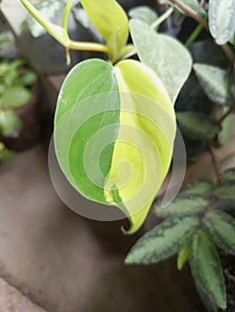 Varigate leaves exotic