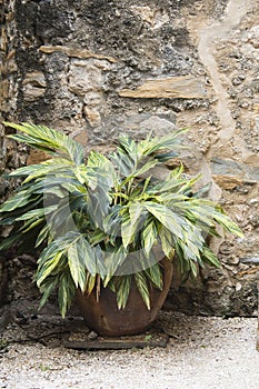 Varigated Green Plant next to Stone Wall photo