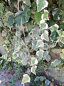 varigated ivy plants  trailing for a wedding photo