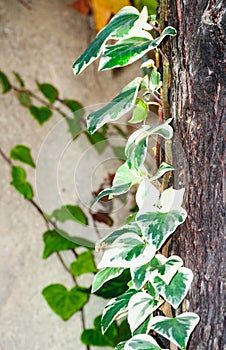 Varigated ivy vine, climbing a tree photo