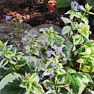 Varigated JackFrost plant with blue forget-me-not flowers