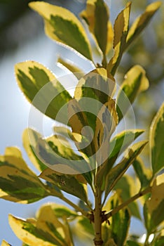 Varigated leaves on a bush photo