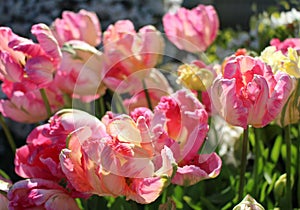 Varigated Pink Tulips in La Conner, WA