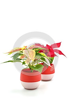 Varigated and Red Pointsettias Portrait photo