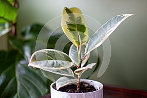 Varigated Rubber Tree Ficus Elastica Variegata sits in a white pot on a desk photo