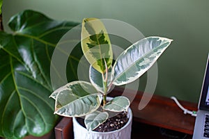 Varigated Rubber Tree Ficus Elastica Variegata sits in a white pot on a desk photo