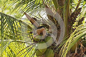 Varigated Tree Squirrel Chewing on a Coconut